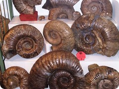ammonites_walsh_river