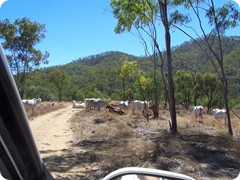 Only occupants cattle